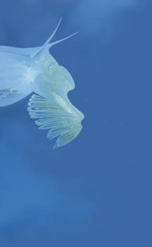 kukuricepozadi.jpg (77111 bytes)